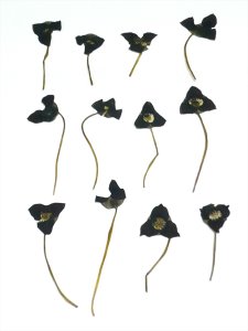 족도리풀 꽃