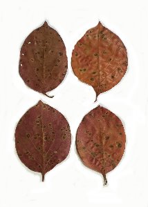 감나무(얼룩)잎