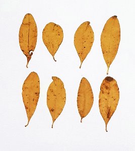 노랑단풍잎
