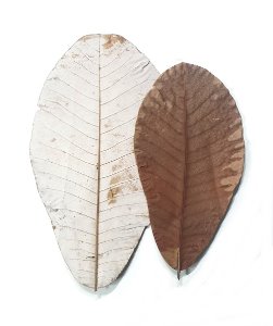 30cm 대형잎